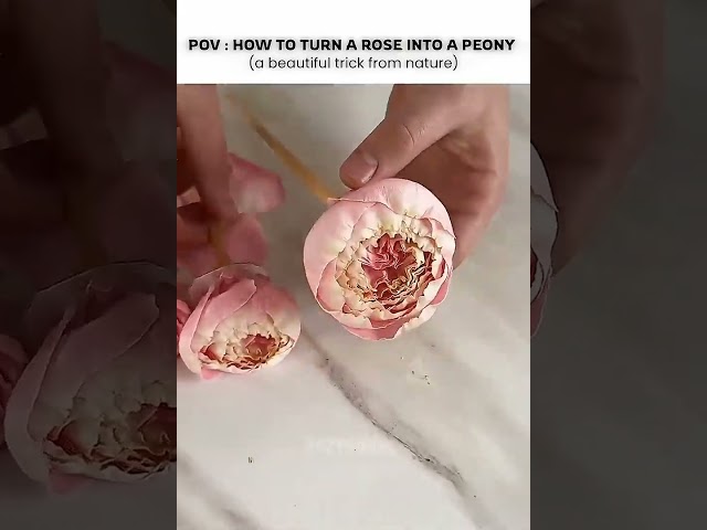 The prettiest optical illusion   #aesthetic #softeditz #flowers #hack #fypシ゚viral #goviral #ytshorts