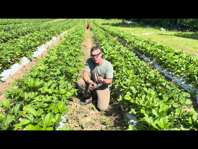 Ruby June Strawberry Plants: What Makes This Variety So Special?