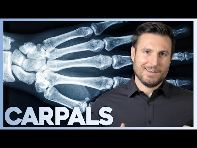 How Humans Got Their Wrists | Corporis