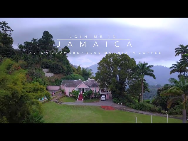 Join Me In Jamaica: Blue Mountain Coffee