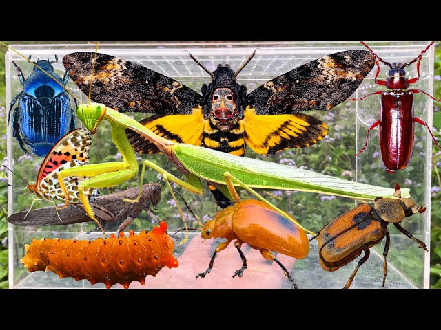 Amazing Bug Hunting & Catching Insects: Giant Hawkmoth, Butterflies, Mantis & More