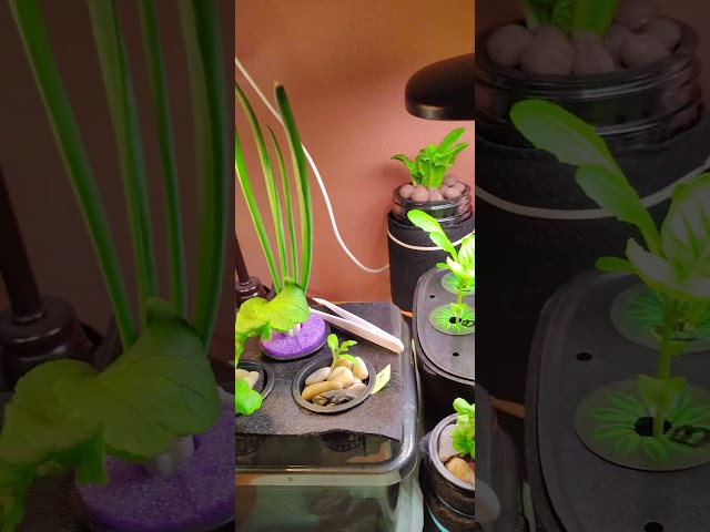 Back to the Roots Hydroponic Indoor Garden - Herbs & Seedlings #hydroponicgarden #spring