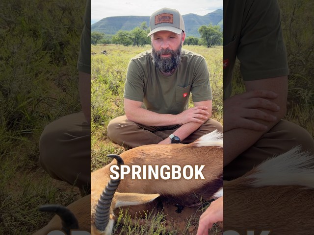 Little Warrior - How to know a mature Springbok #pursuitwithcliff