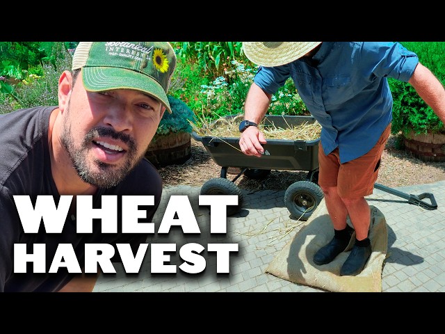 I Turned Homegrown Wheat Into Banana Bread