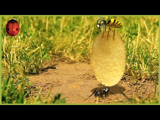 Patatas Fritas | Minuscule | S02E21