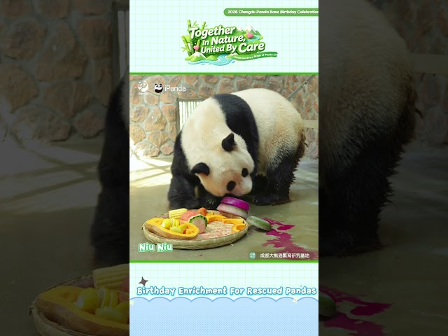 Join The Birthday Party For 7 Rescued Giant Pandas | iPanda #shorts