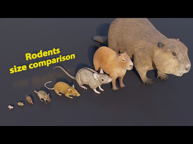 From Small to Big | Rodents size comparison | 3D Animation #animation #animals