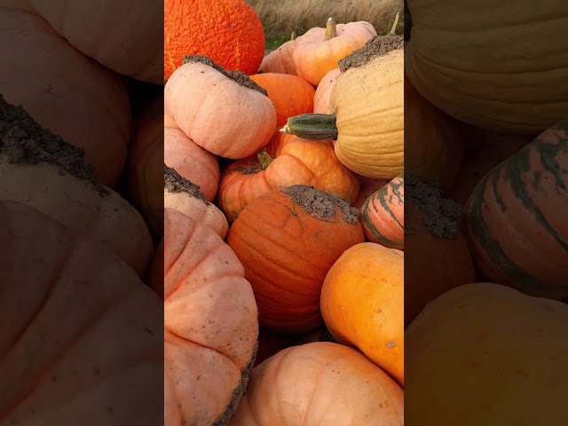Spooky Pumpkins Are Coming! 🎃 Halloween Is Almost Here 👻