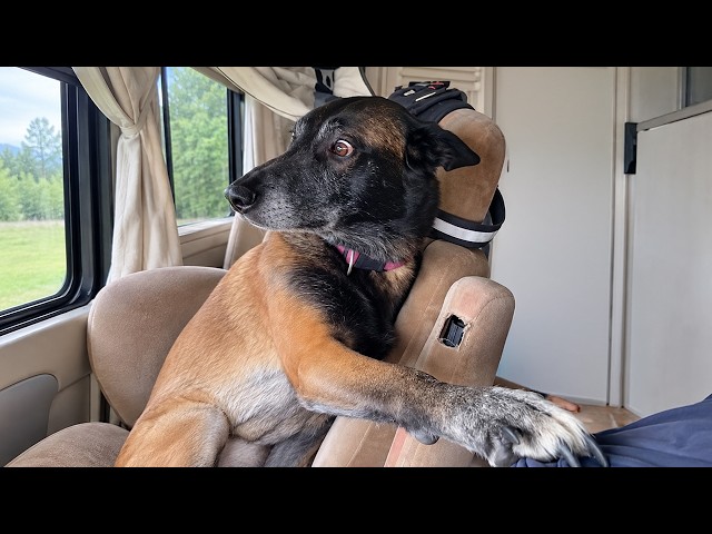 I Got a Malinois but God Accidentally Gave Me a Comedian! 😂 Funny Belgian Malinois