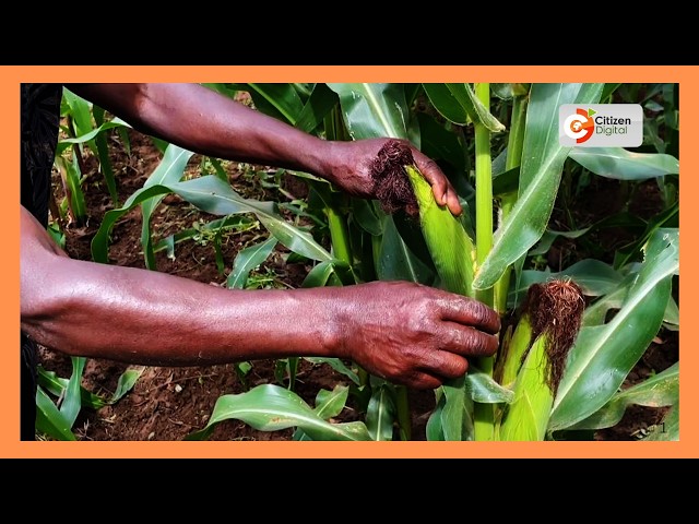 Smart farm: Farmers adopt climate-smart practices to tackle drought and crop losses
