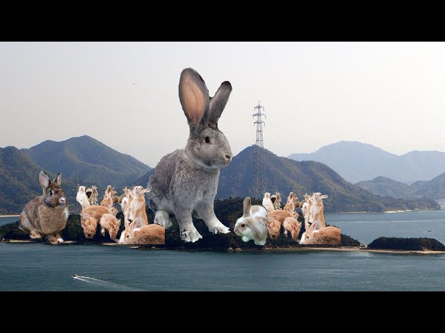 12 Hours on Abandoned Rabbit Island - The TRUTH Behind Their Existence Will Break YOU!
