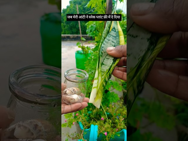 जब मुझे मुफ्त में स्नेक प्लांट मिला #youtubeshorts #viral #diy #trending ##shortsfeed #shorts