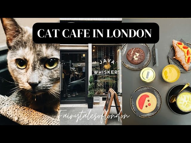 Cat café in central London I Java Whiskers Cat Cafe I Cat Cafe London Java Whiskers UK I Marylebone