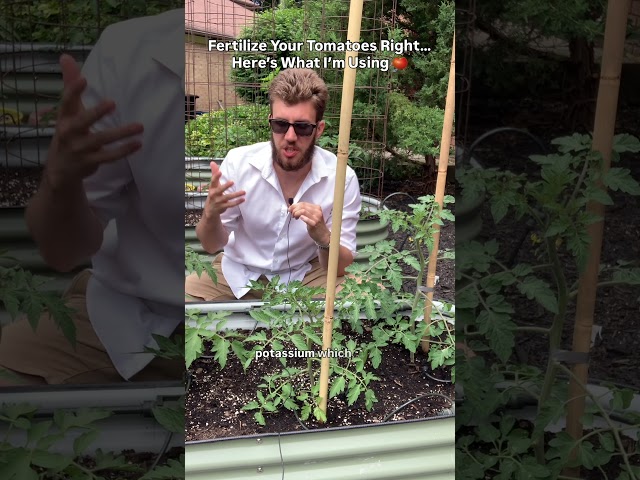 How I’m Fertilizing My Tomato Plants for Top Harvests!