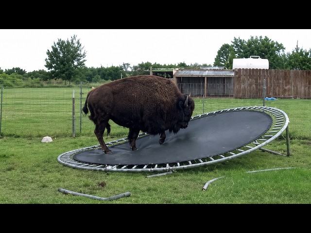 Animals Think No One’s Watching... and It Gets Hilarious 😂