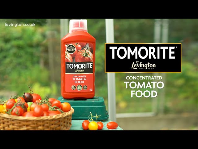 How to Use Levington Tomorite | Concentrated Tomato Food for Top-Quality Tomatoes | Love The Garden