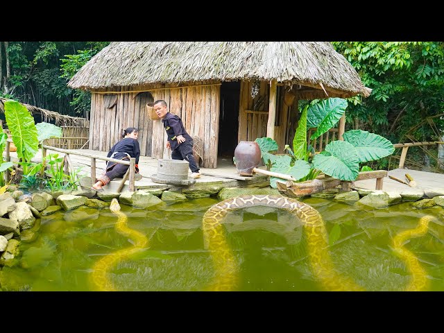 Giant Python Lurks to Attack Dwarf Family - Giant Anaconda 16m Long.