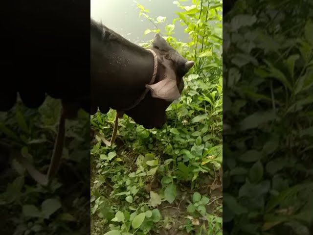 Beautiful nature