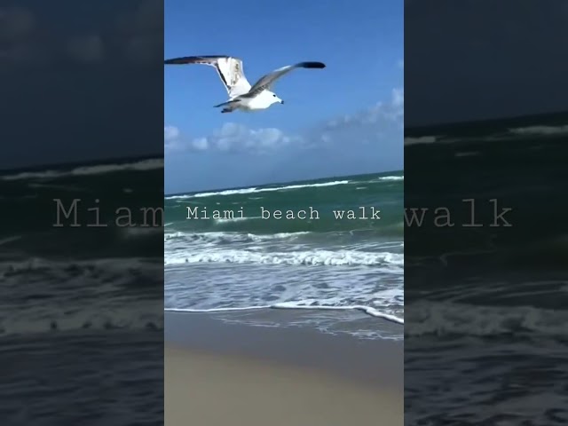 Miami beach walk❤️ #shorts#