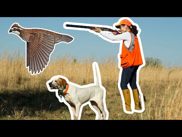 QUAIL HUNTING With Dogs In South Florida! *Bonus INSANE Osceola Turkey Hunt* (ARE YOU KIDDING ME!!!)