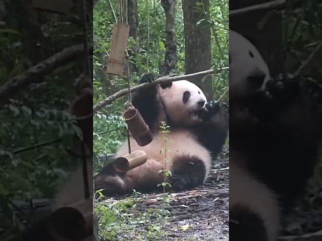 Hua Hua’s Favorite New Toy | iPanda #shorts