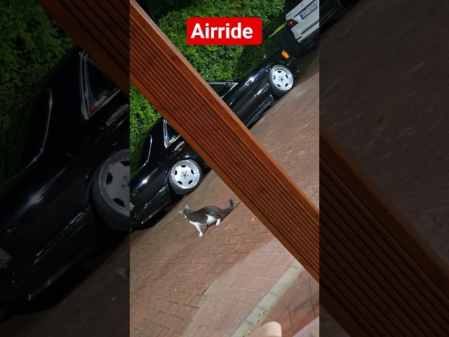 Mercedes Cat Airride #mercedes