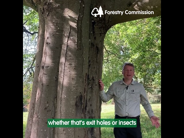 Reporting with TreeAlert
