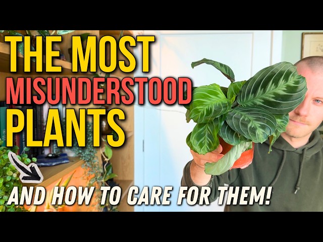 The Most Misunderstood Houseplants (And How To Accurately Care For Them!)