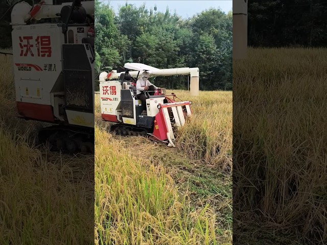COMBINE HARVESTER WORLD eps 83 #kombisawah #combineharvester #automobile
