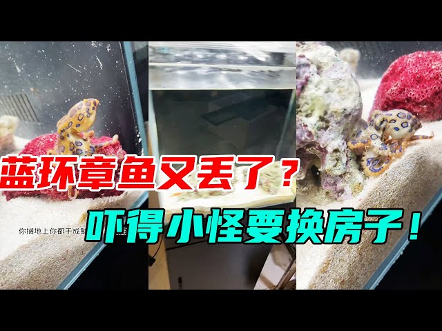 The escape of the blue-ringed octopus scared me to death and almost changed my house!