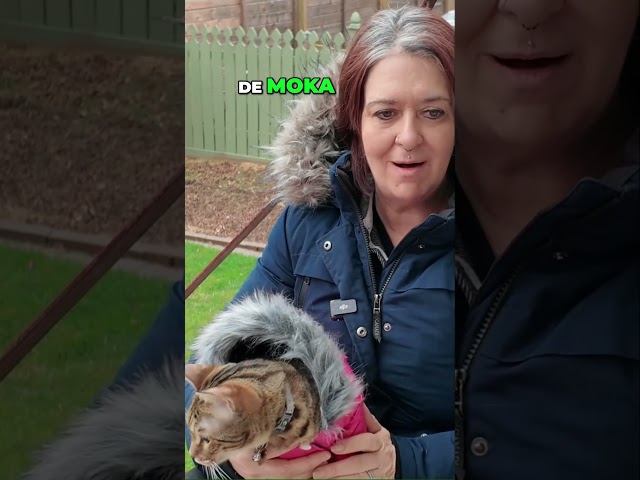 Nos prochaines capsules vidéos 🚐 Vie en VR  Découvrez Moka! 🐾 #shorts #rvlife #bengalcat