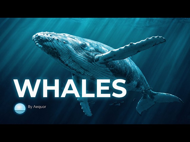 The Mystery of Whales | Documentary for Sleep
