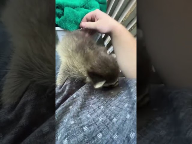 Coon sitting