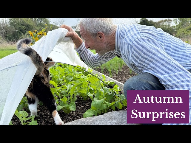 September No Dig Garden Tour – Harvests, Planting and Weeding