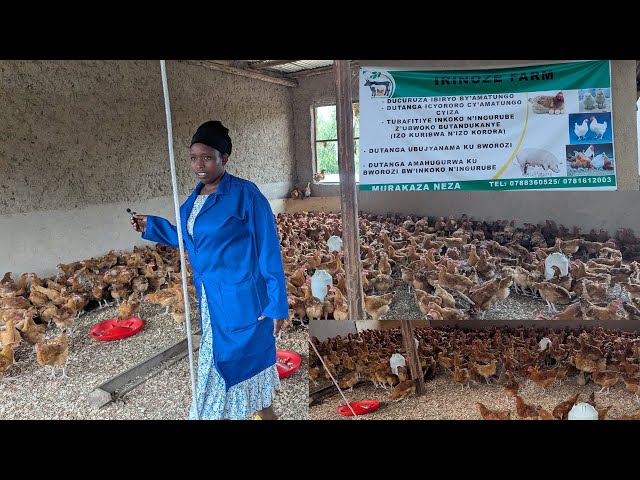 Yaretse Akazi ajya Korora Inkoko🚀 Yatangiriye k'Unkoko 500 🐓 None Afite 5,000 🐔 