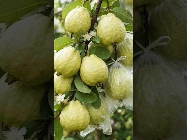 🌱 How to Grow Guava Tree from Guava Fruit | Easy Propagation Method