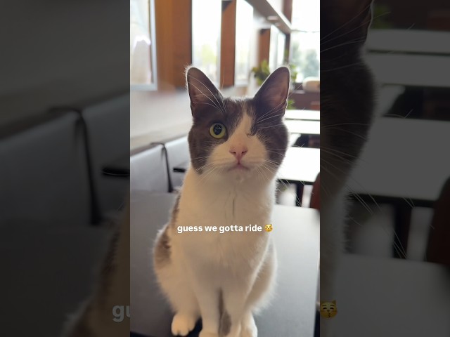 Nothing beats a bit of cat therapy 😽 Java Whiskers Cat Café London 📍