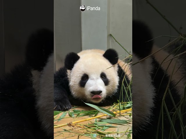 Warning: Panda Approaching With No Intention To Stop | iPanda #shorts #HKPanda