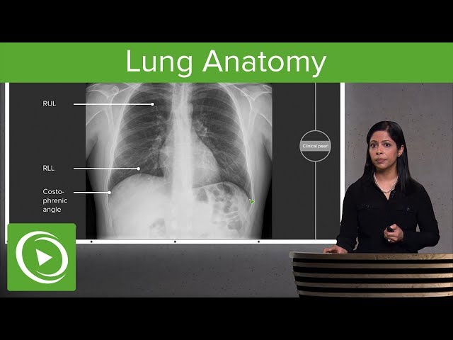 Lung Anatomy – Radiology | Lecturio