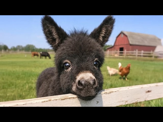 Laugh Until You Cry With These Hilarious Animals Funny Animal Videos! 😂🐾