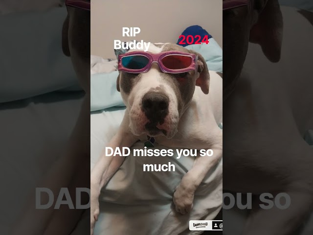 RIP Buddy 2024 Daddy Misses you so Much