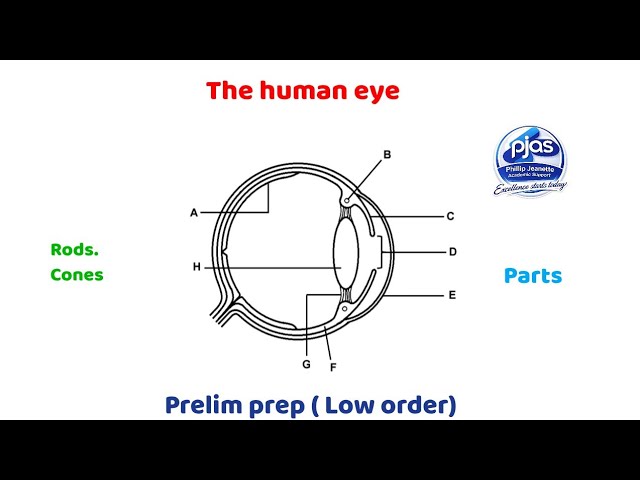 The human eye ( Low order question)