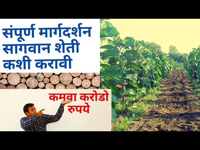 How to Start Sagwan Intercrop Farming | Teak Tree (Sagwan) Farming Guide | सागवान शेती Tips