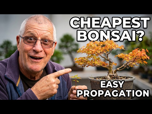 The Bonsai Shortcut Every Beginner Should Know!