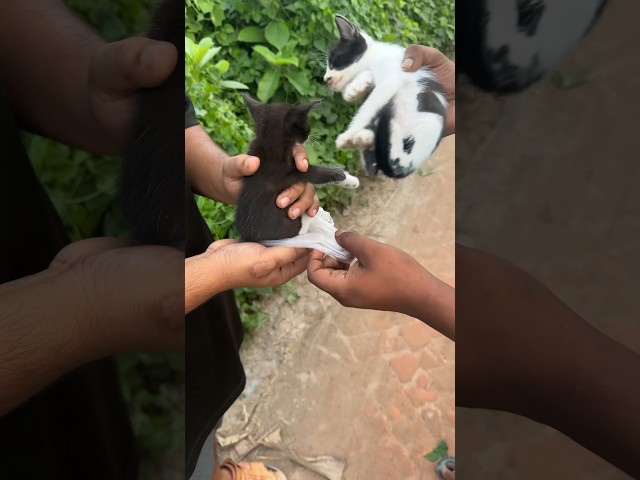 we had to save this cute Cats
