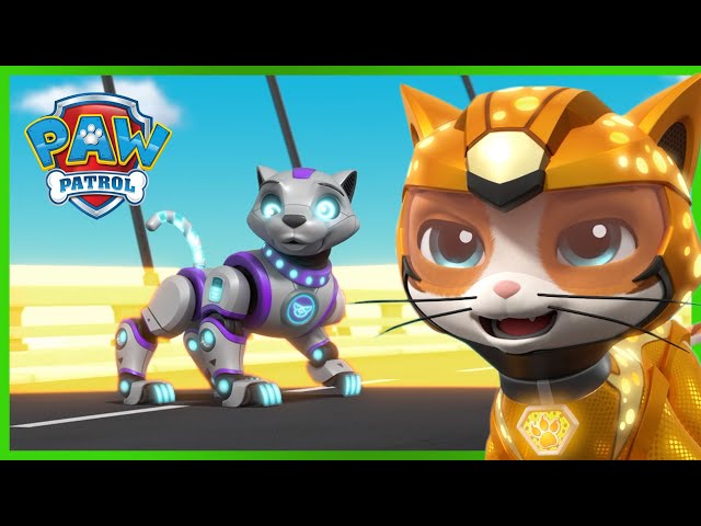The Pups Meet the Cat Pack 😼 | PAW Patrol Episode | Cartoons for kids