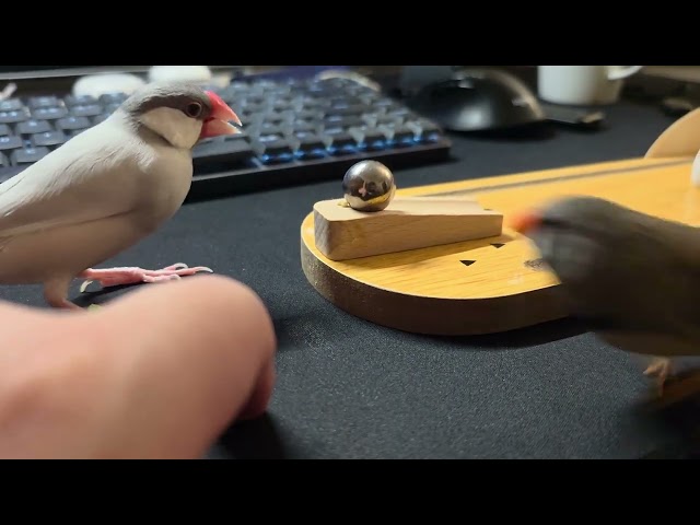 Java finch and zebra finch are having none of it