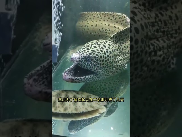 This giant moray eel is just... what a shame! #animals #cuteanimals #pets #marinelife