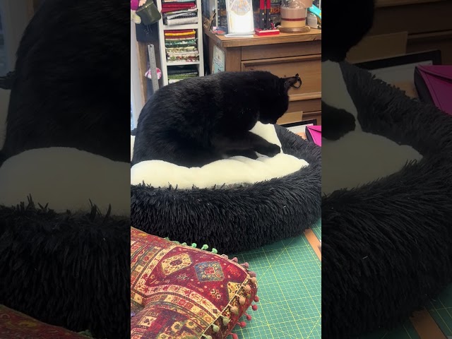 Black Cat Tom & his new cushion. #patchwork #cat #abbieanne #thetherapycupboard #quilting