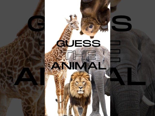 Guess the Animal Sound (Easy Level)